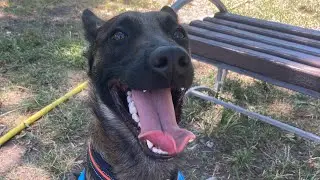 Search and rescue dog| Belgian shepherd malinois Training| ПСС бельгийская овчарка малинуа Пуля