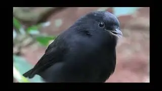 From 5 Birds to 350: The Epic Rescue of New Zealand's Black Robin | Conservation Miracle