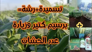 تسميدة ورشة للبرسيم مفعولها سحر هتخليك تحش برسيم كل ٢٠ يوم سواء بلدى أو حجازى جرب مرة وهتدعى لى