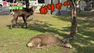 【奈良】自動ドアを突破した鹿ちゃん　かすが茶屋のチビちゃんもボス鹿にはタジタジ...　「鹿チャンネル」