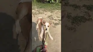 #смешно #милаясобака #симба