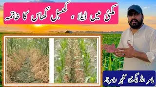 How to Control weeds in spring maize || Makki me Dela kesy khatam karen @YASIRAGROCHEMICALS