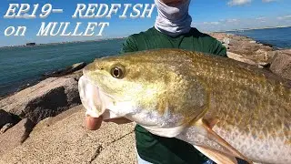 Catching REDFISH off the JETTY on MULLET {FISHING PORT ARANSAS, TEXAS}