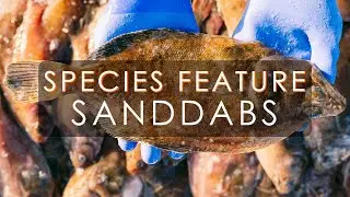 Sanddab Fish Species Feature