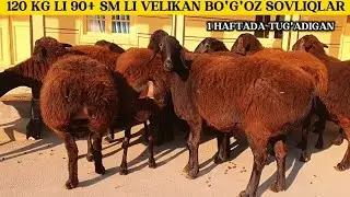 120 KG LI 90+ NAQD BO'G'OZ SOVLIQLAR KELDI. 1 HAFTADA TUG'ADIGAN BO'G'OZLAR 