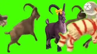 Goat  horse green screen 