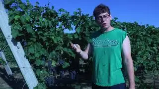 Rosedale Farms 2020 Wine Grape Harvesting & De-stemming Process