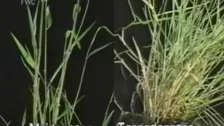 maidencane (Panicum hemitomon)