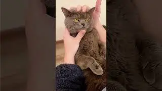 Grumpy Kitty !  #cat #youtubeshorts  #funny #shorts #short #shortvideo #fyp #animals #youtube #cats