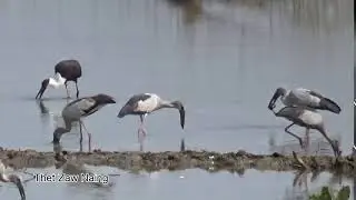 Woolly-necked Stork (Ciconia episcopus) & Asian Openbill (Anastomus oscitans)