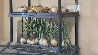 Chicken Integration Update [and Onion harvest]