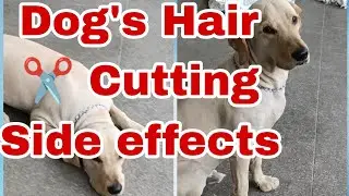 Side effects of Hair Cutting ✂️ for Dogs ! Depression 🤢 fever ! Hairfall and ticks problem !