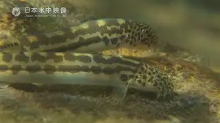 食欲旺盛！アジメドジョウ　日本の固有種 川の生き物たち. suitube7!
