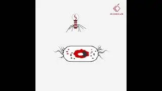 Explainer video: Bacteriophage testing and therapy | Dr. Dangs Lab