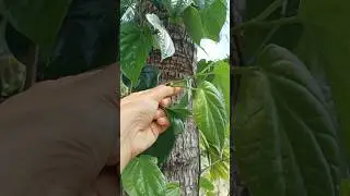 betel nuts betel leaf 🌿🌿 🥜#betelnut