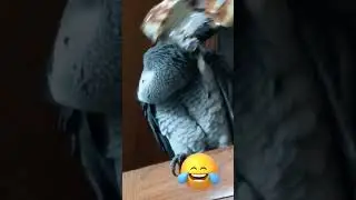 😂#happybird #africangrey #africangreylover #africanparrot #pappagallo #cenerino #mylove #short