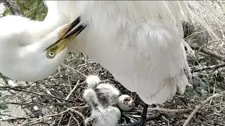 How did the medium egret bird turn its neck #birds #video #wildlife #nature #cutebaby #youtube #like