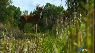 Robotic Deer Helps Catch Poachers