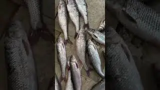 Sefid #fishmarket #fish #fillet #fishpreparation #fishing #fishfillet #seafoodrecipes #fishcuts