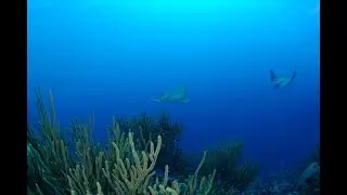 Bonaire East Coast Diving - An Introduction