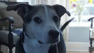 Bob Dylan the Dog shot on Black Magic Pocket cine cam 60fps