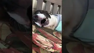 #fail#disney#KittenVideos#puppy#dogtalk#bluestaffyi