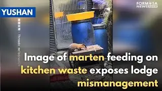 Food waste left outside Yushan lodge attracts martens｜Taiwan News