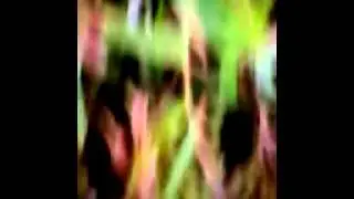Plante primitive :muschiul (nu prezinta tulpina ,f