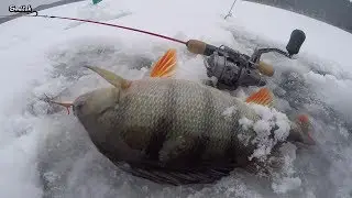 Okonie spod lodu na blaszkę / Okoń 2018 / Wędkarstwo podlodowe