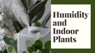 Humidity and Indoor Plants
