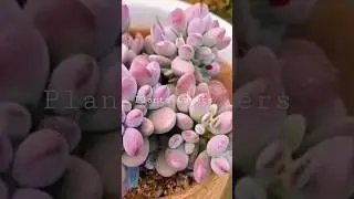 Pachyphytum European Beauty || Pachyphytum european beauty Rare Succulent Imported from Korea Live