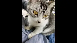 Sleep with stray cats