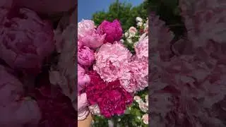 It&rsquo;s peony season!!! #davidaustinroses #garden #flower #peony