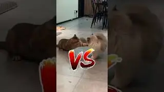 Epic Cats Fight Caught on Camera! 🐱🔥😂 #FunnyCats #CatFight #Shorts