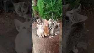 Give fish and rice to cats.