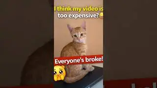 Premium Cat Video, Free Likes 😭🐾 | Cat Shorts