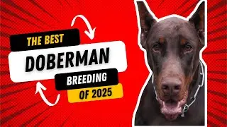 LIVE DOG BREEDING | Heat Cycles & Pregnancy (Explained)