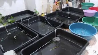 Nuevas Tinas Para Los Ajolotes (Perdí 47 Ajolotes)