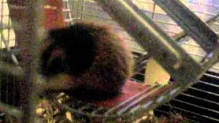 Lemen i hamsterhjul