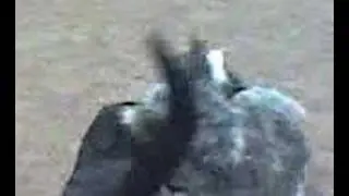 hundekampf