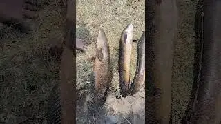 5 kg sneakhead power 💪🐟 #fish#fishing #shortvideo #youtube #youtubeshorts