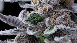 Treehouse AUS Flower Close Up