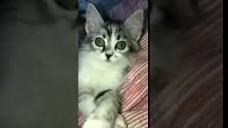 My purrbaby Yuki @ 1 month old