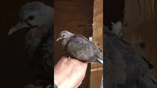 single spotted doves baby 2 weeks old #birds #nest #dove #spotteddove