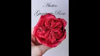 David Austin Gumpaste Rose tutorial. Роза Остина из мастики