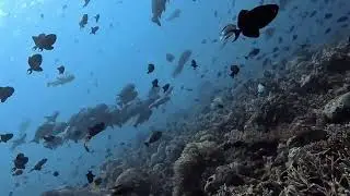 Virtual Diving