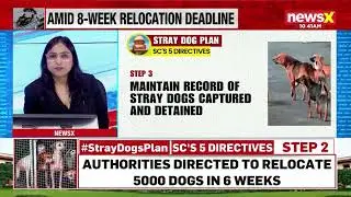 SG Tushar Mehta Highlights Rabies Risk, Vocal Minority vs Silent Majority in SC Stray Dog Case