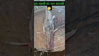 इस मछली  का नाम बताओ #fishing #fish #fishcutting #bigfish #shark #shorts