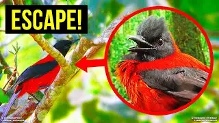 Eğer Bu Kuşu Görürseniz, Canınızı Kurtarmak İçin Ağaca Tırmanın!