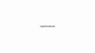 Leptomedusae PRONUNCIATION